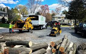 Reliable South San Gabriel, CA Tree Services Solutions